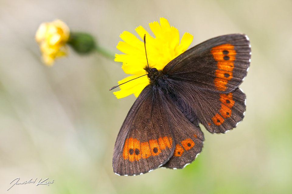 Okáč rudopásný - samec (Erebia euryale - male), Krkonošský národní park