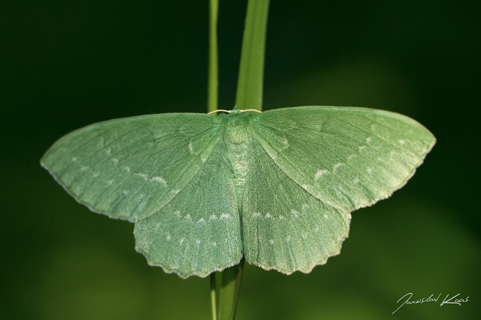 Zelenopláštník březový, samice / Geometra papilionaria, female / Large Emerald, Krkonošský národní park