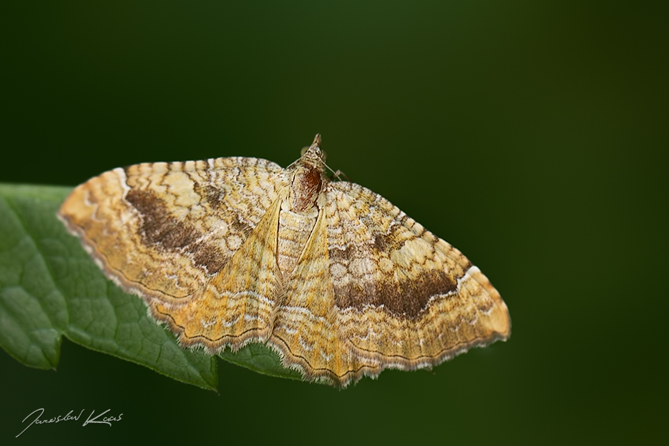 Píďalka kopřivová / Camptogramma bilineata / Yellow Shell, Krkonošský národní park