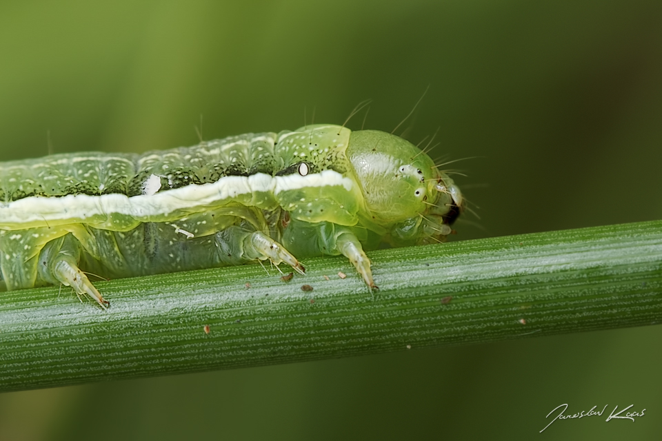 Jarnice ovocná - housenka (Orthosia gothica - caterpillar), Krkonošský národní park