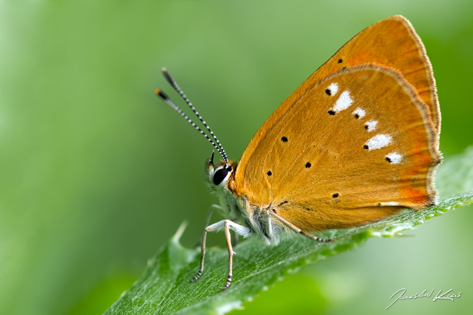 Ohniváček celíkový - samice (Lycaena virgaureae - female), Hradišťany