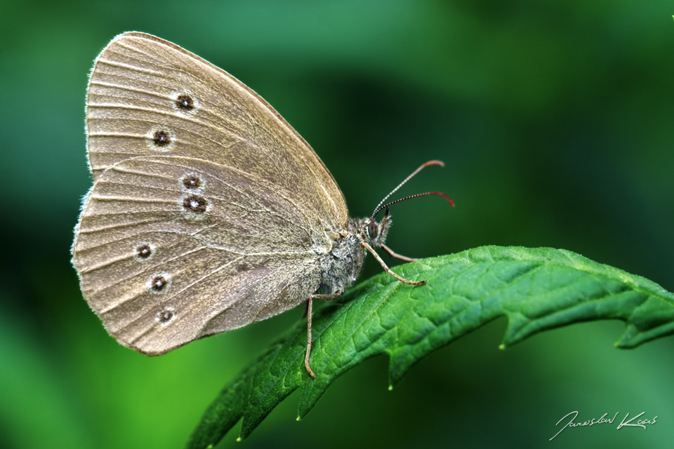 Okáč prosíčkový, samec / Aphantopus hyperantus, male / Ringlet, Hradišťany