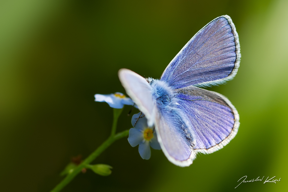 Modrásek jehlicový - samec (Polyommatus icarus - male), Hradišťany