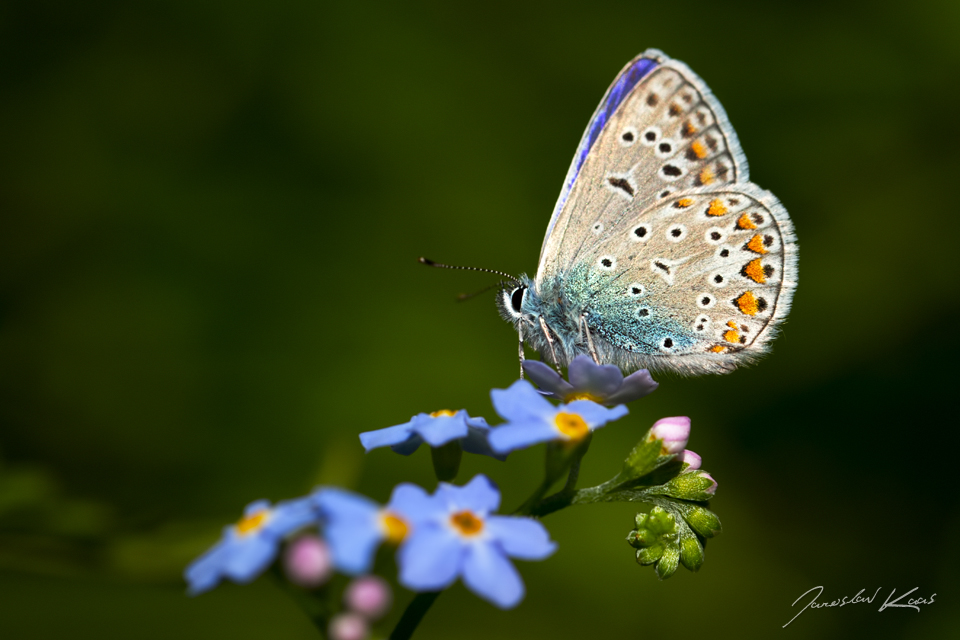 Modrásek jehlicový, samec / Polyommatus icarus, male / Common Blue, Hradišťany