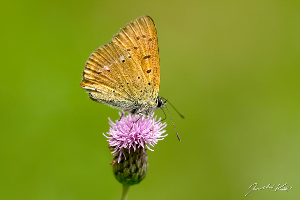 Ohniváček celíkový - samec (Lycaena virgaureae - male), Hradišťany