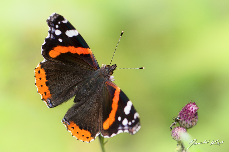 Babočka admirál / Vanessa atalanta / Red Admiral, Hradišťany