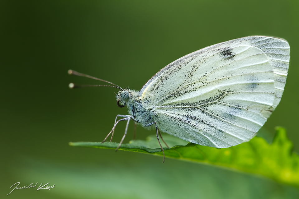 Bělásek řepkový - samice (Pieris napi - female), Hradišťany