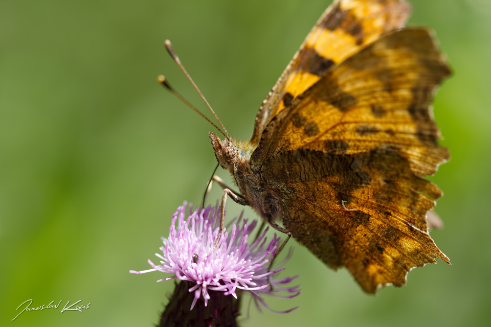 Babočka bílé C (Polygonia c-album c-album), Hradišťany