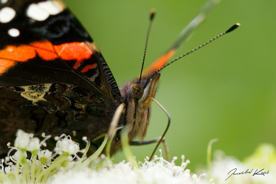 Babočka admirál (Vanessa atalanta), Hradišťany