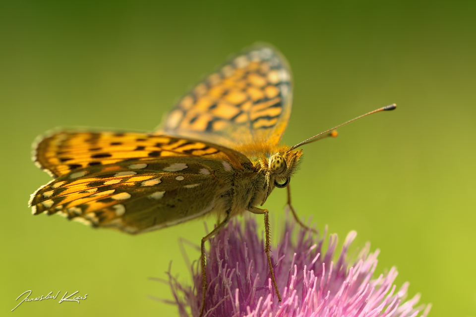 Perleťovec velký - samice (Argynnis aglaja - female), Krušné hory