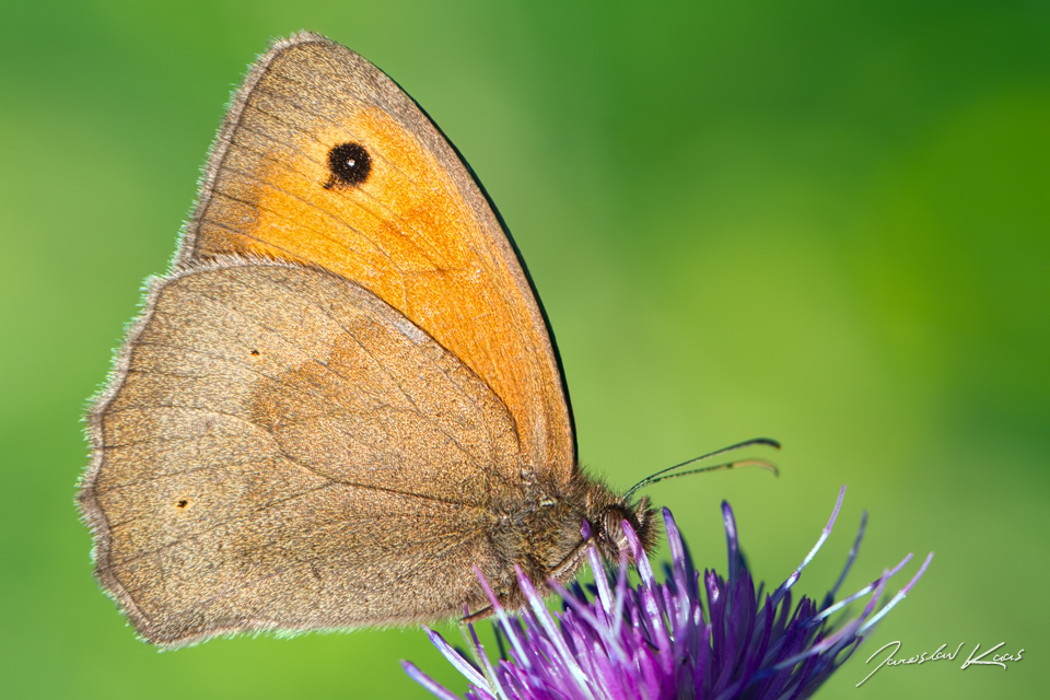 Okáč luční, samec / Maniola jurtina, male / Meadow Brown, Krušné hory, PR Ryžovna