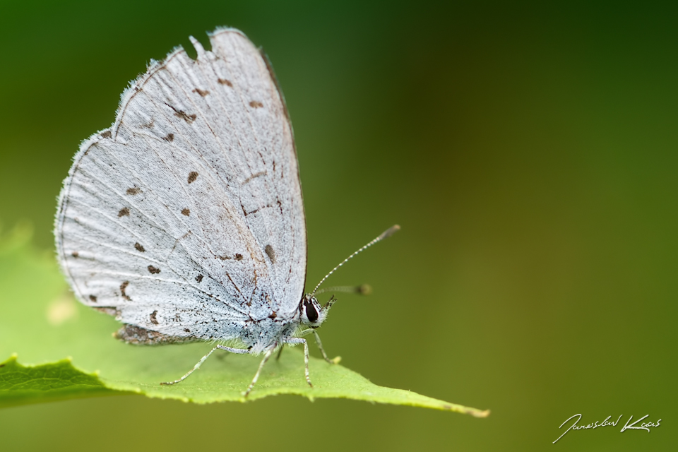 Modrásek krušinový - samice (Celastrina argiolus - female), Krušné hory, PR Ryžovna