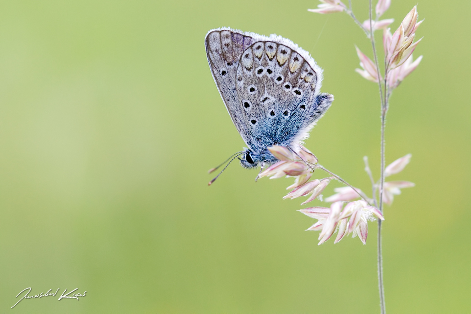 Modrásek jehlicový - samec (Polyommatus icarus - male), CHKO Blanský les