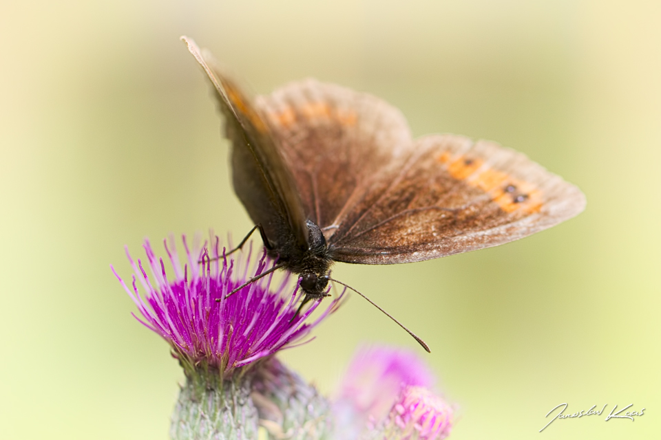 Okáč kluběnkový, samec / Erebia aethiops, male / Scotch Argus, CHKO Blanský les, PR Holubovské hadce