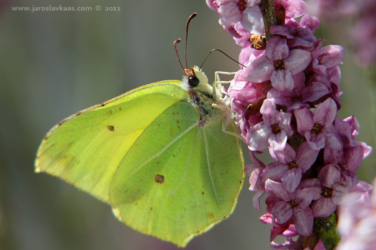 Žluťásek řešetlákový (Gonepteryx rhamni), Hradišťany