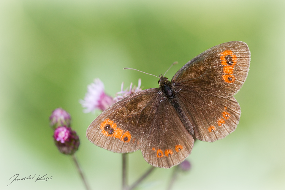 Okáč kluběnkový - samec (Erebia aethiops - male), CHKO Blanský les, PR Holubovské hadce