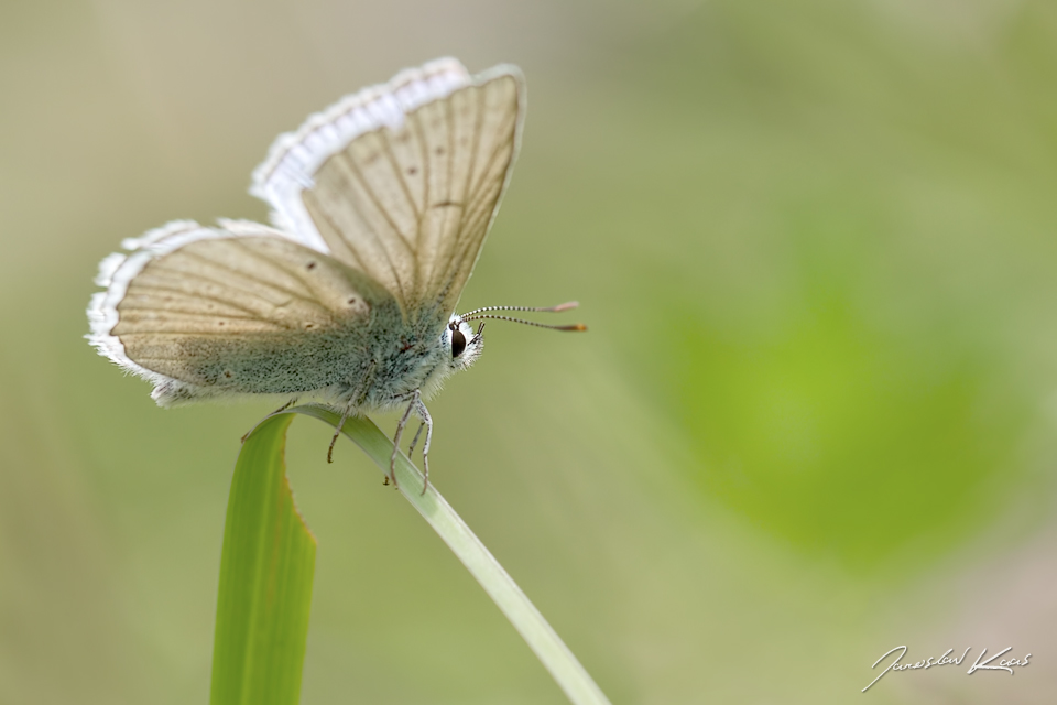 Modrásek hnědoskvrnný - samec (Polyommatus daphnis - male), CHKO Blanský les, NPR Vyšenské kopce