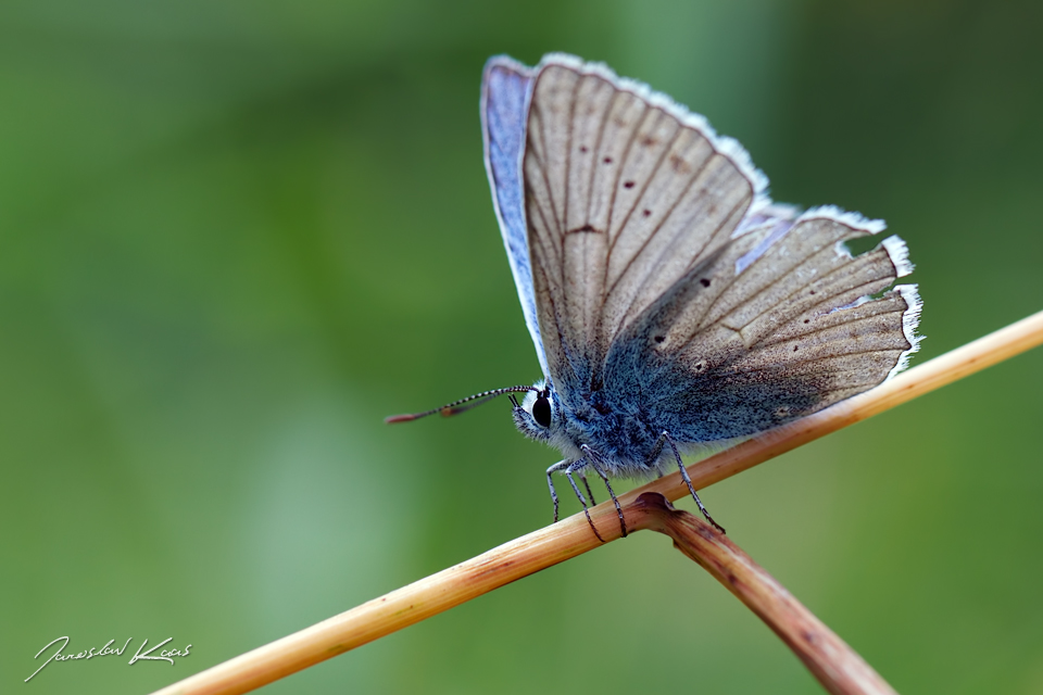Modrásek hnědoskvrnný - samec (Polyommatus daphnis - male), CHKO Blanský les, NPR Vyšenské kopce