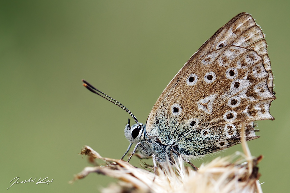 Modrásek hnědoskvrnný - samice (Polyommatus daphnis - female), CHKO Blanský les, NPR Vyšenské kopce