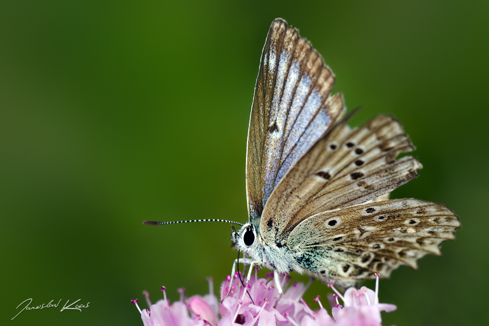 Modrásek hnědoskvrnný - samice (Polyommatus daphnis - female), CHKO Blanský les, NPR Vyšenské kopce