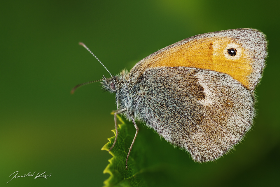 Okáč poháňkový - samice (Coenonympha pamphilus - female), CHKO Blanský les, NPR Vyšenské kopce