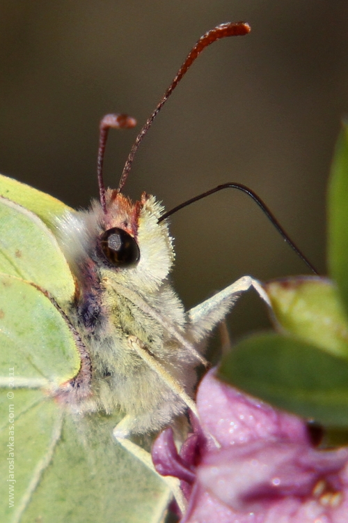 Žluťásek řešetlákový (Gonepteryx rhamni), Hradišťany