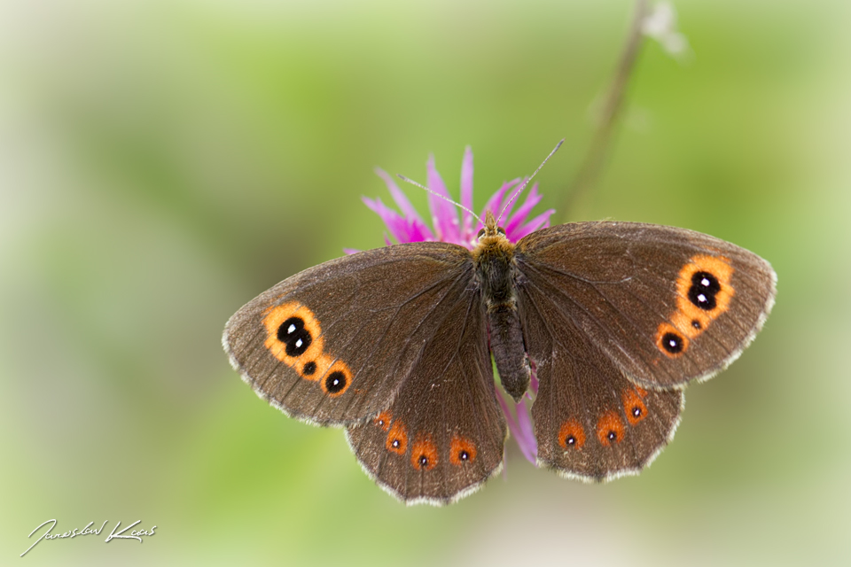 Okáč kluběnkový - samice (Erebia aethiops - female), CHKO Blanský les, NPR Vyšenské kopce