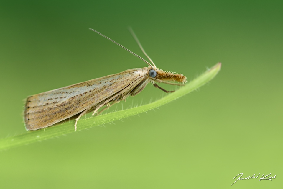 Travařík pastvinný (Agriphila straminella), CHKO Blanský les, PP Provázková louka