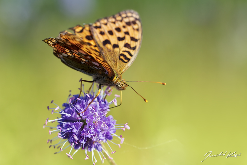 Perleťovec prostřední - samice (Argynnis adippe adippe - female), přírodní park Sedmihoří, PP Racovské rybníčky