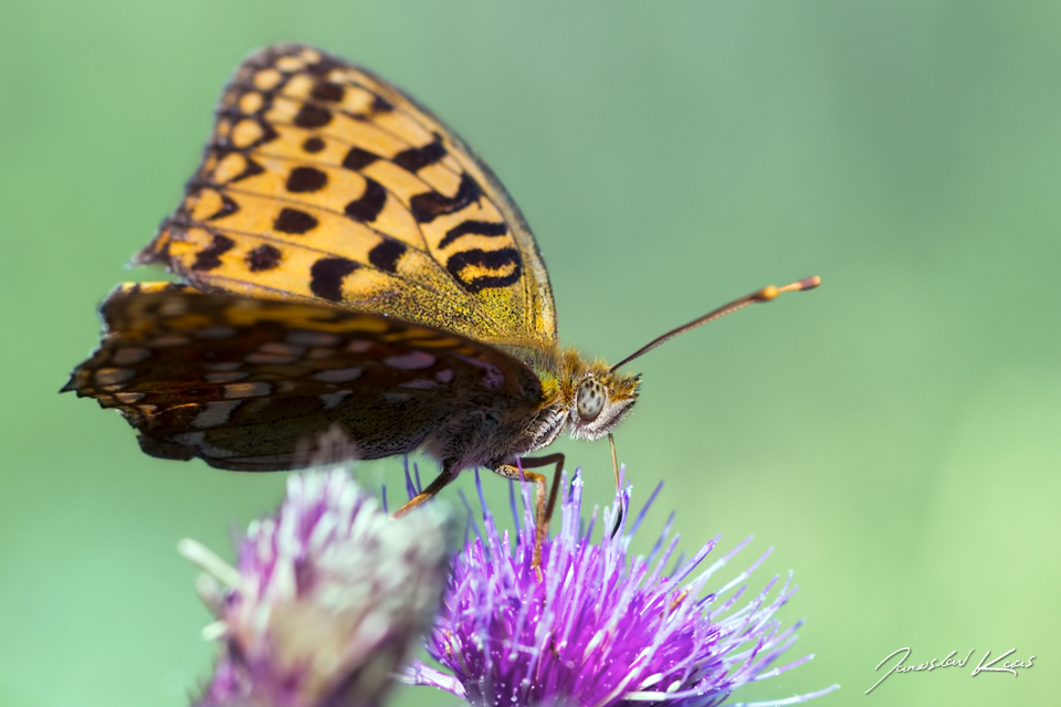 Perleťovec prostřední, samice / Argynnis adippe adippe, female / High Brown Fritillary, přírodní park Sedmihoří, PP Racovské rybníčky