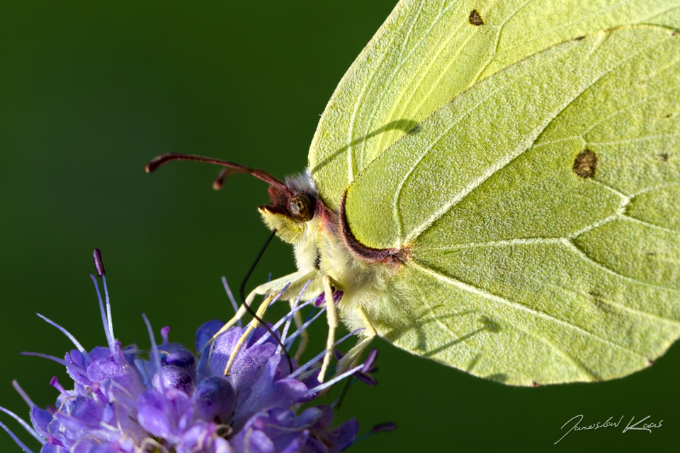 Žluťásek řešetlákový / Gonepteryx rhamni rhamni / Brimstone, přírodní park Sedmihoří, PP Racovské rybníčky