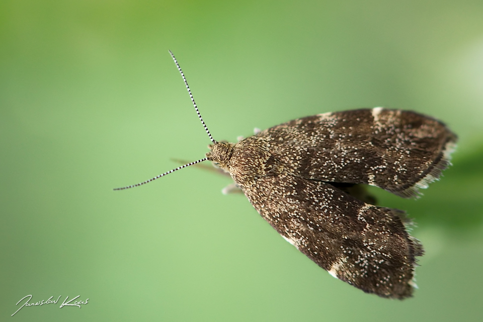 Molovenka kopřivová (Anthophila fabriciana), Chlumská hora