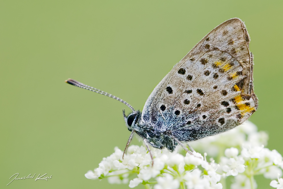 Ohniváček černoskvrnný, samec / Lycaena tityrus, male / Sooty Copper, Chlumská hora