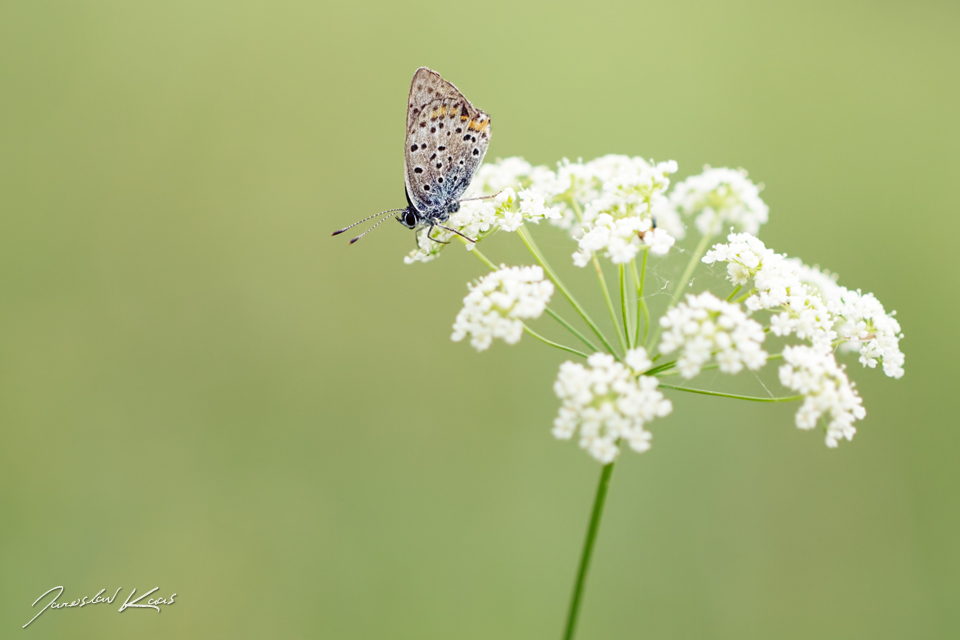 Ohniváček černoskvrnný - samec (Lycaena tityrus - male), Chlumská hora