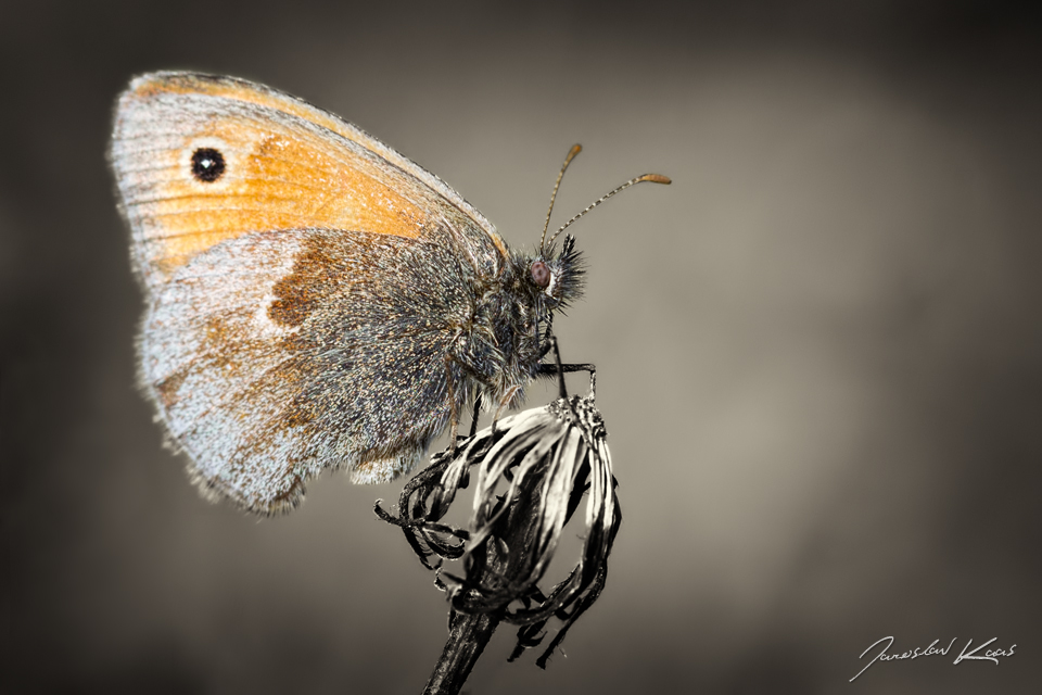 Okáč poháňkový / Coenonympha pamphilus / Small Heath, PřP Česká Kanada