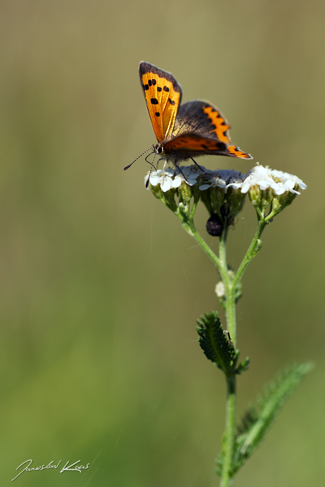 Ohniváček černokřídlý - samice (Lycaena phlaeas - female), Hradišťany