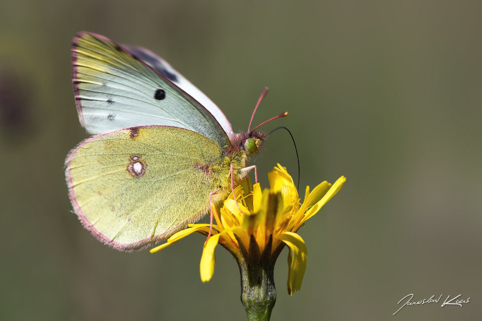 Žluťásek čičorečkový - samice (Colias hyale hyale - female), Hradišťany