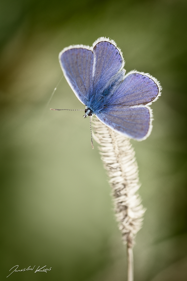 Modrásek jehlicový, samec / Polyommatus icarus, male / Common Blue, Hradišťany