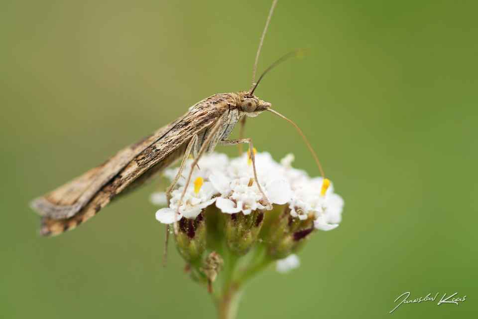 Zavíječ stěhovavý (Nomophila noctuella), Hradišťany