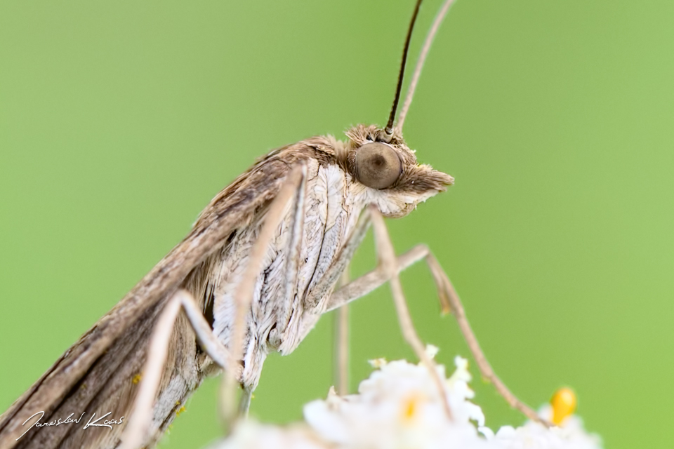 Zavíječ stěhovavý / Nomophila noctuella / Rush Veneer, Hradišťany