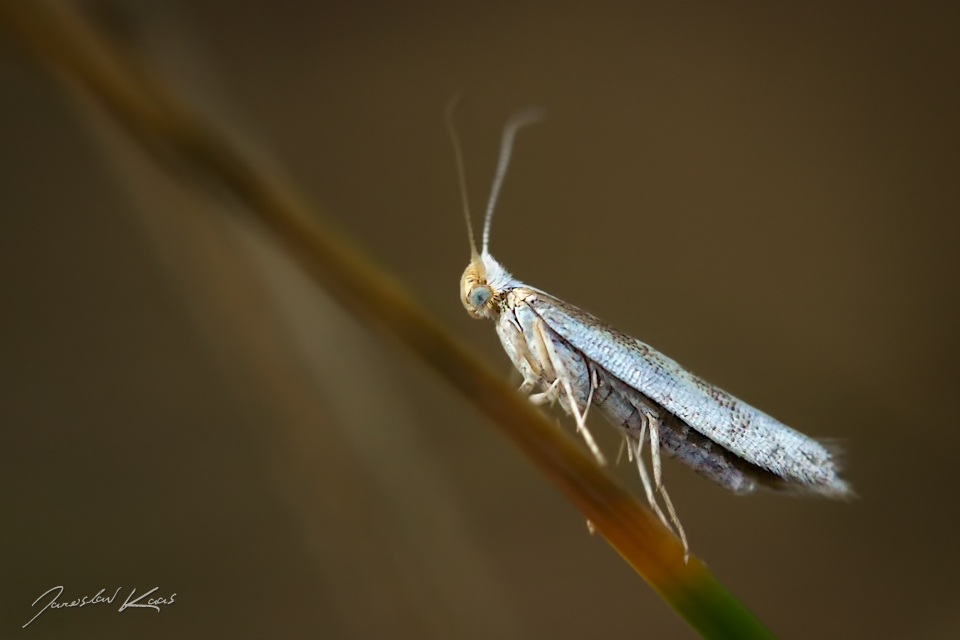 Molovka hlohová / Argyresthia bonnetella, Chlumská hora