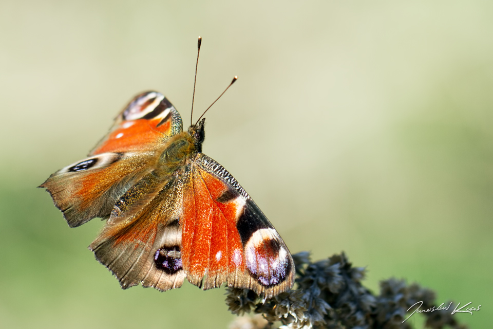 Babočka paví oko / Inachis io / Peacock Butterfly, Plzeň - Radčice