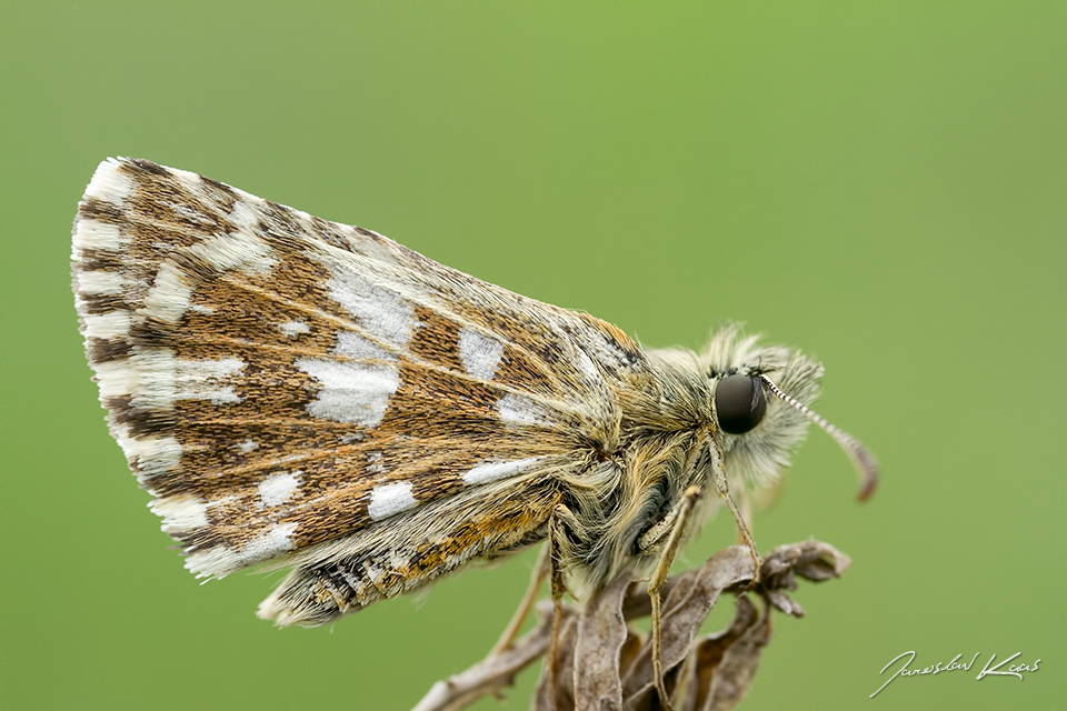 Soumračník jahodníkový / Pyrgus malvae / Grizzled Skipper, PP Fládnitzské vřesoviště