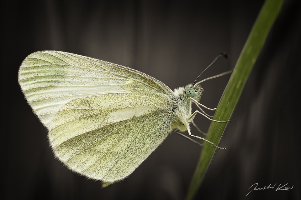 Bělásek hrachorový, samec / Leptidea sinapis, male / Wood White, PP Fládnitzské vřesoviště