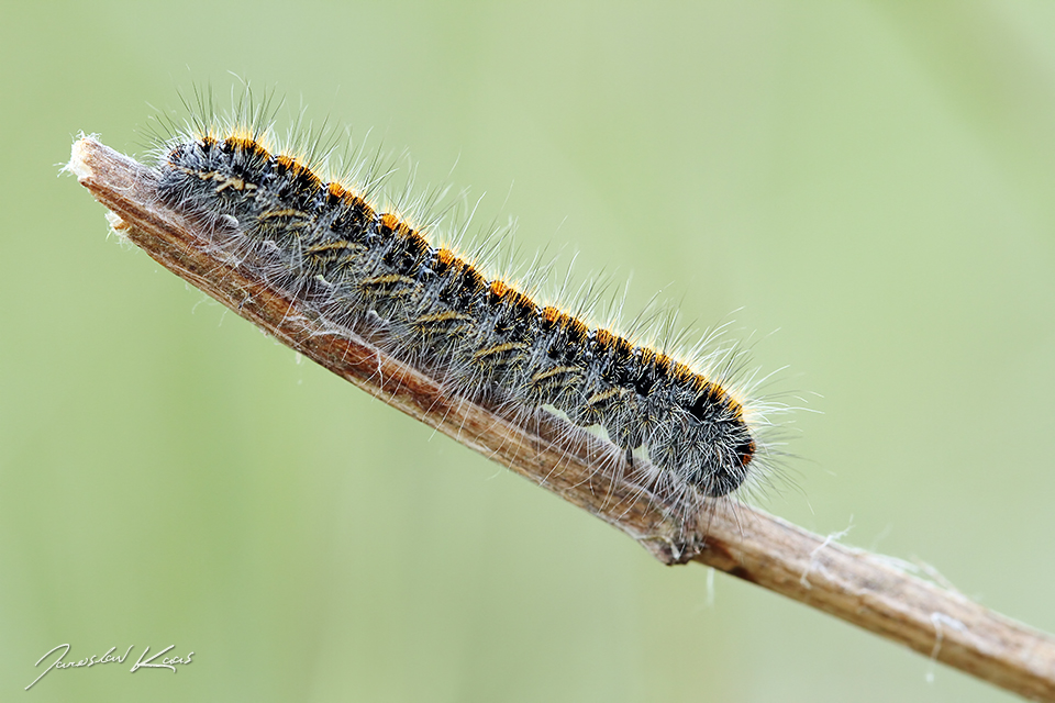 Bourovec jetelový, housenka / Lasiocampa trifolii, caterpillar / Grass Eggar, PP Fládnitzské vřesoviště