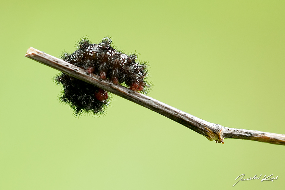 Hnědásek kostkovaný - housenka / Melitaea cinxia - caterpillar / Glanville Fritillary, Národní park Podyjí