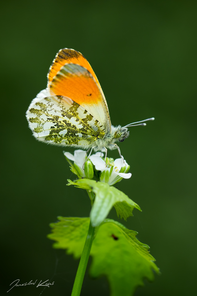 Bělásek řeřichový, samec / Anthocharis cardamines, male / Orange Tip, Národní park Podyjí