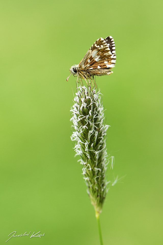 Soumračník jahodníkový / Pyrgus malvae / Grizzled Skipper, Národní park Podyjí