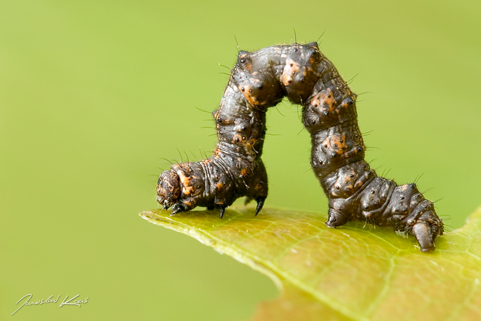 Drsnokřídlec hrušňový - housenka / Phigalia pilosaria - caterpillar / Pale Brindled Beauty, Národní park Podyjí