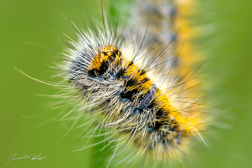 Bourovec jetelový - housenka / Lasiocampa trifolii - caterpillar / Grass Eggar, Národní park Podyjí